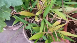 Rooftop Garden Vegetable Curry: A Vibrant Dish
