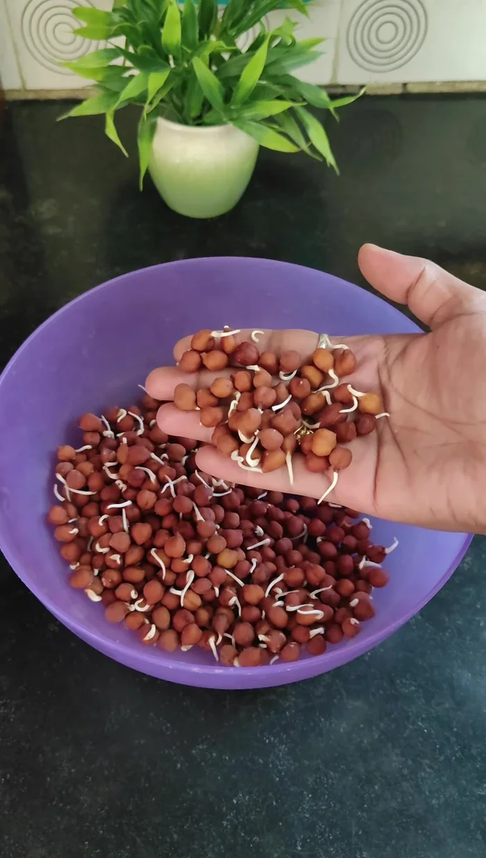 Wash and soak 1 cup of black chickpeas for 5-6 hours, then tie them in a cloth and keep them overnight to sprout. (17.96)