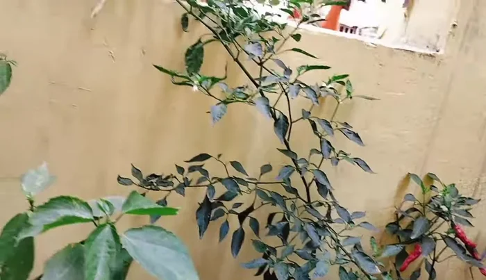 Pluck fresh green chilies or use dried red chilies.