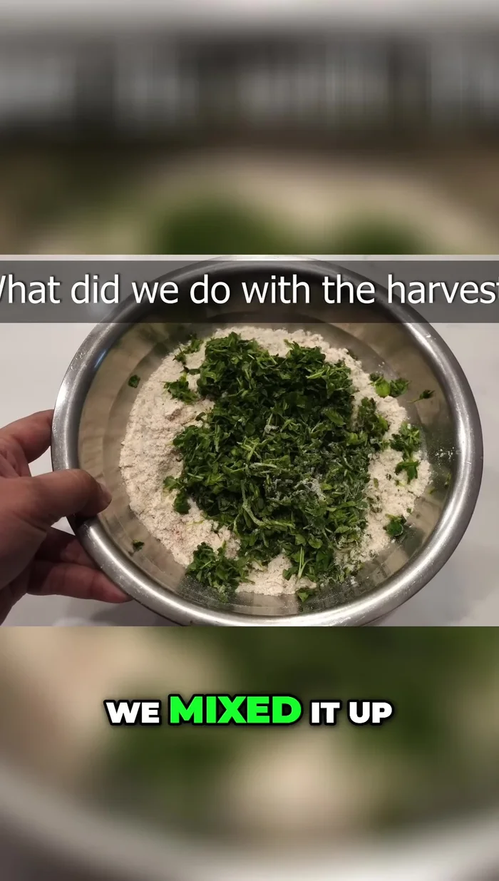 Mix harvested fenugreek greens with flour and spices.