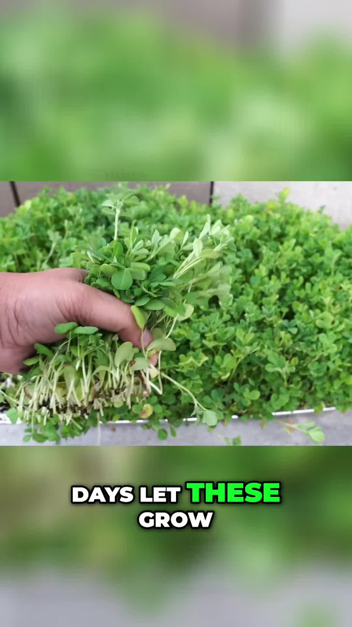 Harvest fenugreek greens (choose between microgreens or larger greens).