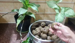 Healthy Chickpea Laddu Recipe: A Nutritious Snack for Kids
