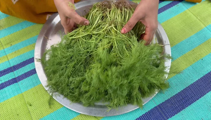 Select fresh, green Shapu vegetables, discarding yellow leaves.
