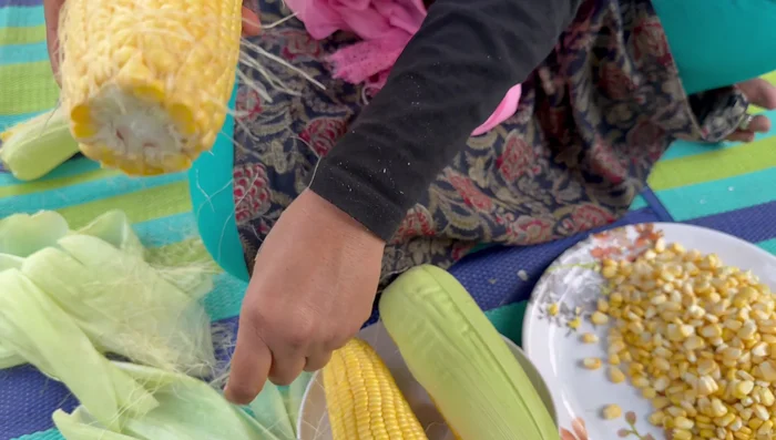 Remove dirt and divide the corn into two parts. If the kernels are hard to remove, break the corn.