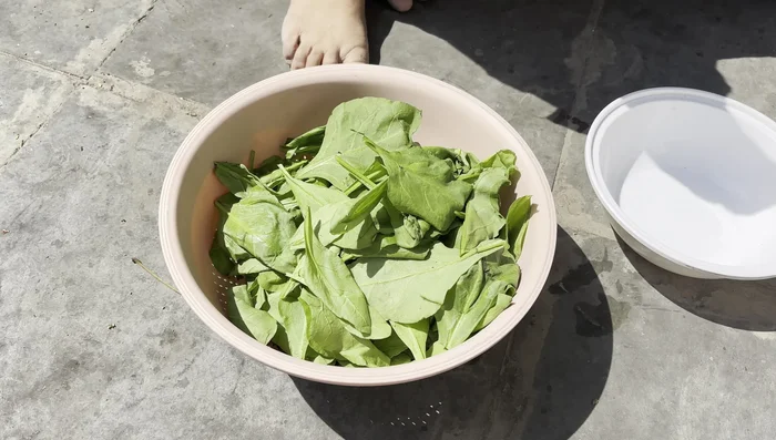 Wash spinach thoroughly, rinsing two to three times to remove dirt and debris.