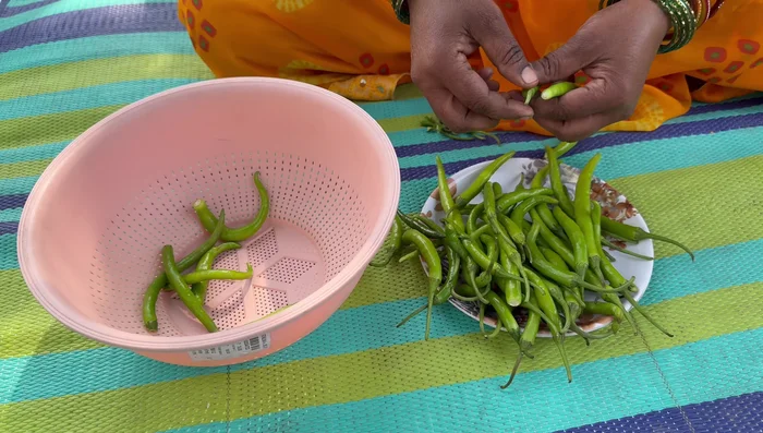 Remove stems from green chilies. Wash thoroughly and wipe clean with a cotton cloth.