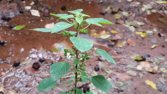 Gather the herbs: duthuwala, kampumani, neem, tulsi, camphor/oma, and thorny plant leaves.