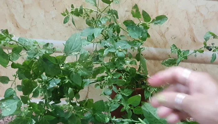 Begin cooking the South Indian recipe.