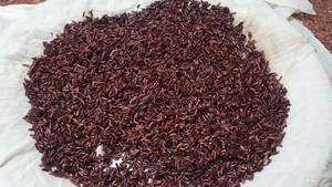 Emperor Rice Kanji (Karuppu Kowni Mor Kanji) - South Indian Recipe