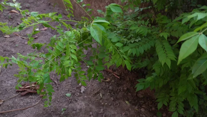 Collect fresh curry leaves from your garden or purchase them. Remove any damaged leaves and wash them thoroughly.