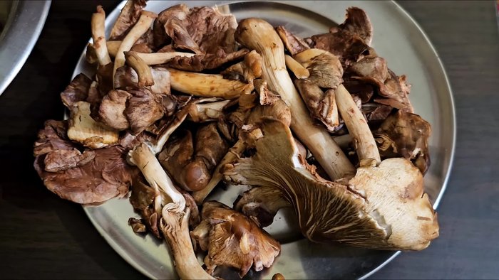 Gather Powal Chhattu mushrooms. Break them by hand; no knife is needed. (This is very easy!)